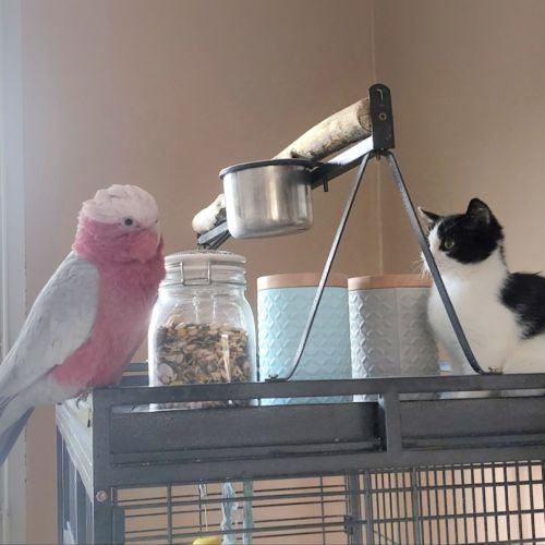 Cacatoès rosalbin 9ans avec cage #1