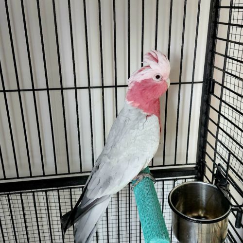 Cacatoès rosalbin 9ans avec cage