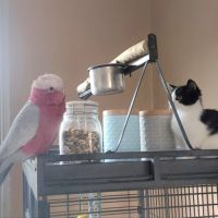 Cacatoès rosalbin 9ans avec cage #1