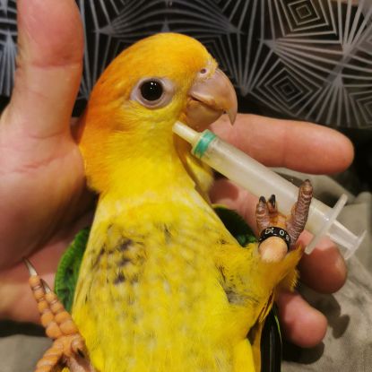 Caique a tete orange #2