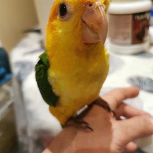 Caique a tete orange #4