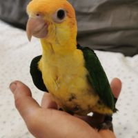 Caique a tete orange #0