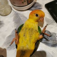 Caique a tete orange #3