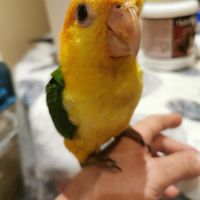 Caique a tete orange #4