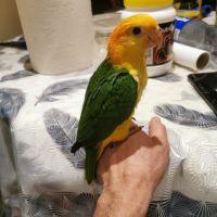 Caique a tete orange #5