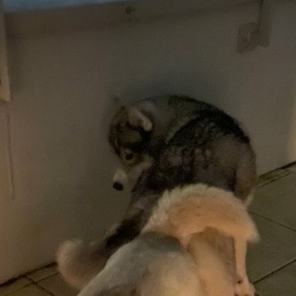 Chiot husky de sibérie #1