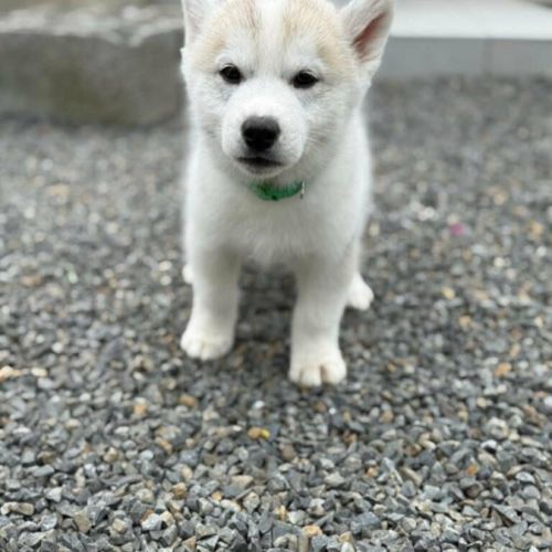 Chiot husky de sibérie #2