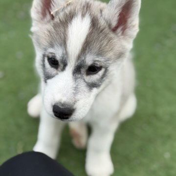 Chiot husky de sibérie #3