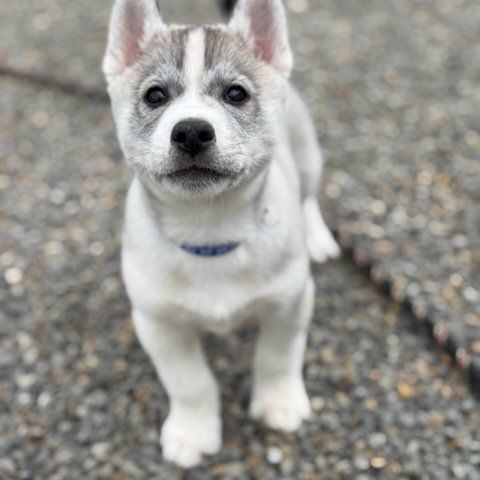 Chiot husky de sibérie #4