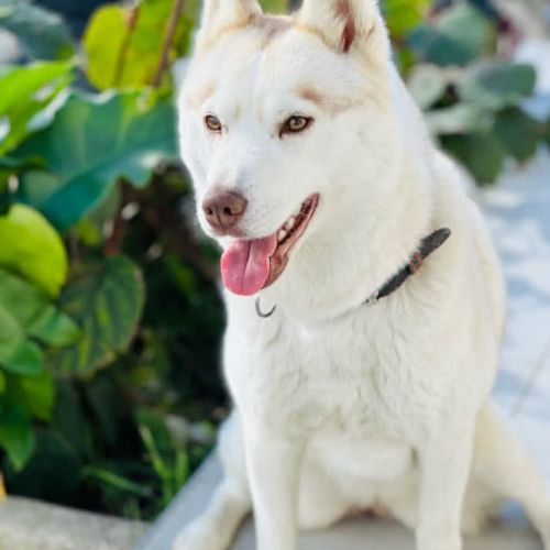 Chiot husky de sibérie #5
