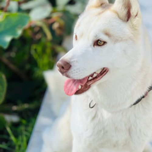 Chiot husky de sibérie