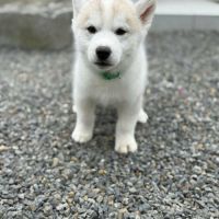 Chiot husky de sibérie #2
