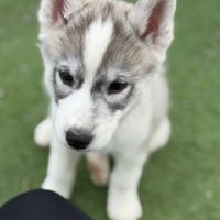Chiot husky de sibérie #3
