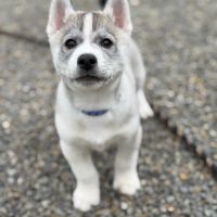 Chiot husky de sibérie #4