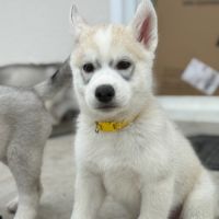 Chiot husky de sibérie #7