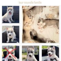 Chiot husky de sibérie #8