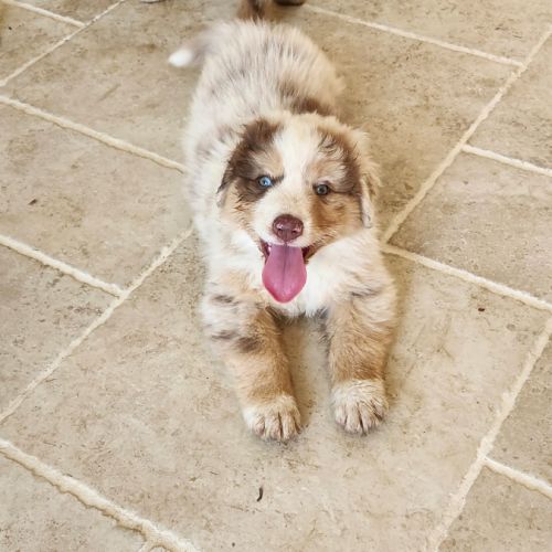 Chiots berger australien lof