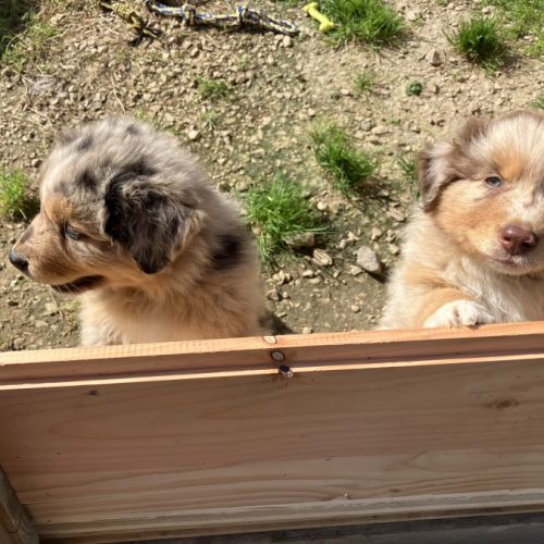 Chiots berger australien lof