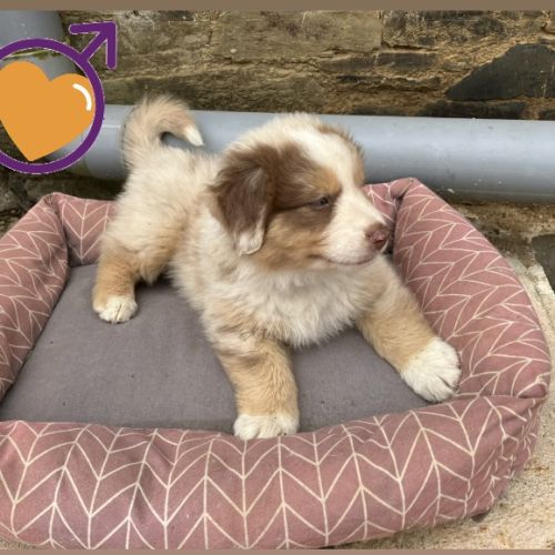 Chiots berger australien lof #2