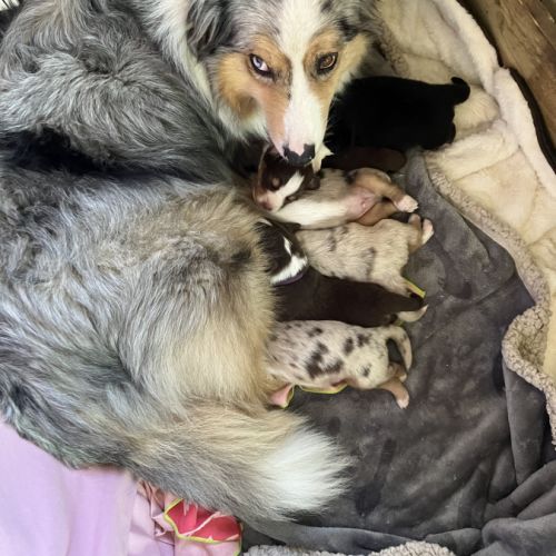 Chiots berger australien lof #0