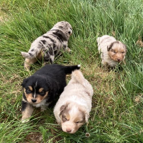 Chiots berger australien lof
