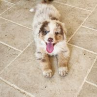 Chiots berger australien lof #0