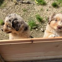 Chiots berger australien lof
