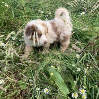 Chiots berger australien lof #3