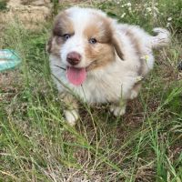 Chiots berger australien lof #4