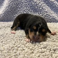 Chiots berger australien lof #1