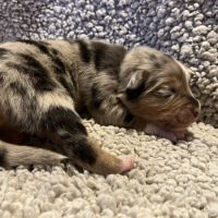 Chiots berger australien lof #2