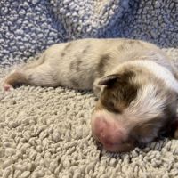 Chiots berger australien lof #3