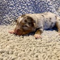 Chiots berger australien lof #4