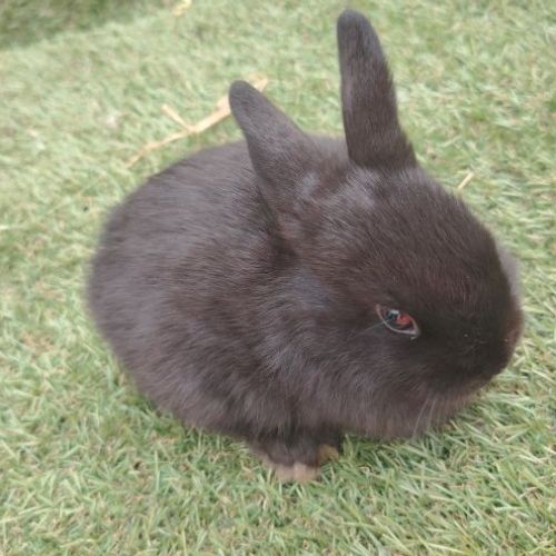 Lapin nain male 2 mois #0
