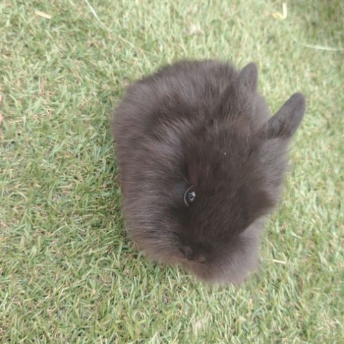 Lapin nain male 2 mois #2