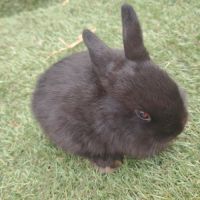 Lapin nain male 2 mois #0