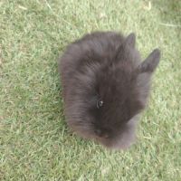 Lapin nain male 2 mois #2
