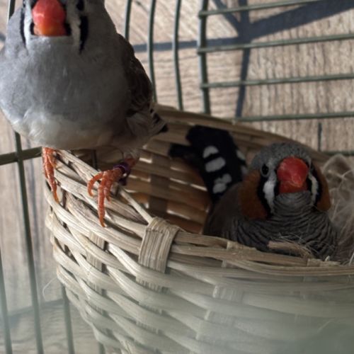 Couple de mandarin #1