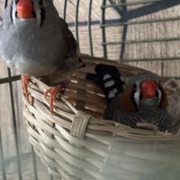 Couple de mandarin #1