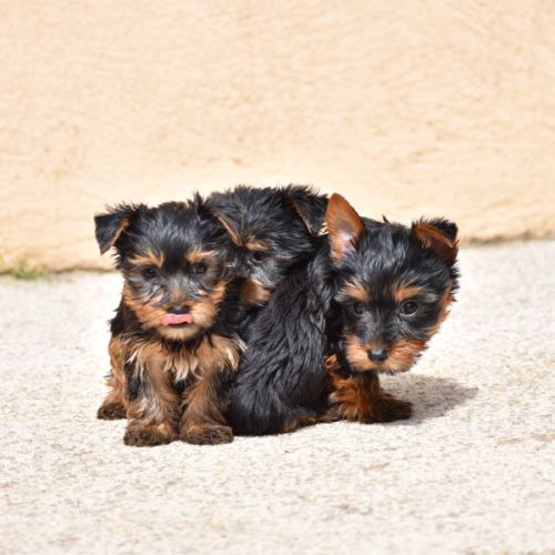 Chiots yorkshire #3