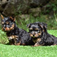 Chiots yorkshire #1