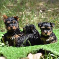 Chiots yorkshire #2