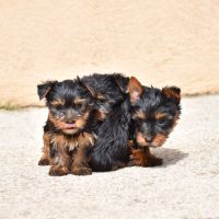 Chiots yorkshire #3
