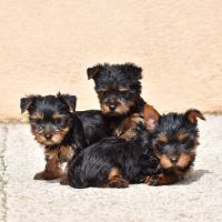 Chiots yorkshire #0