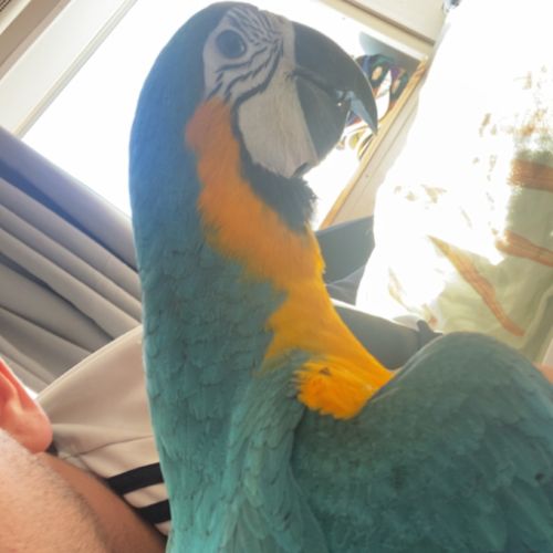 Ara bleu et jaune