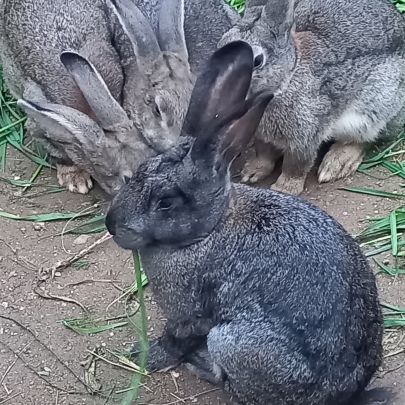 Lapins fermiers de compagnie