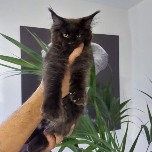 Chatons maine coon loof #0