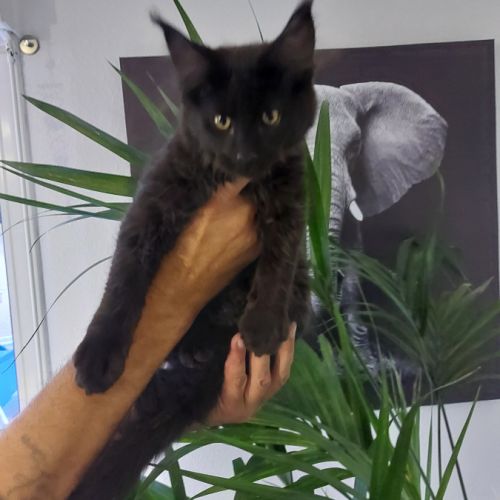 Chatons maine coon loof #3