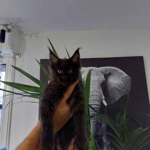 Chatons maine coon loof #4
