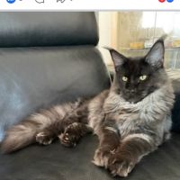 Chatons maine coon loof #1